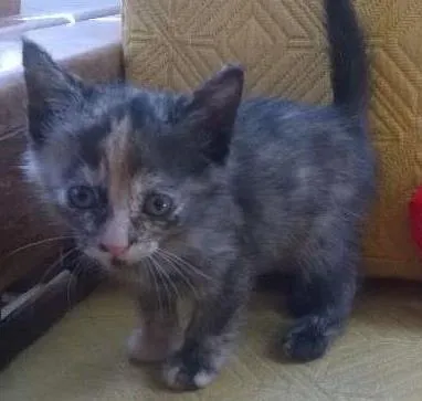Gato raça SRD idade 2 a 6 meses nome ND