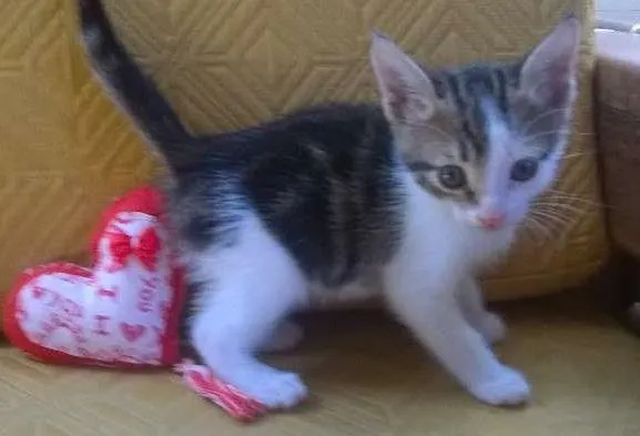 Gato raça SRD idade 2 a 6 meses nome ND