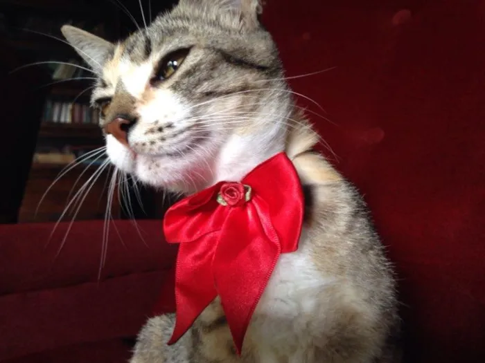 Gato ra a Srd idade 2 a 6 meses nome Chica