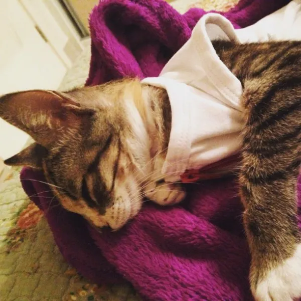 Gato ra a Srd idade 2 a 6 meses nome Chica