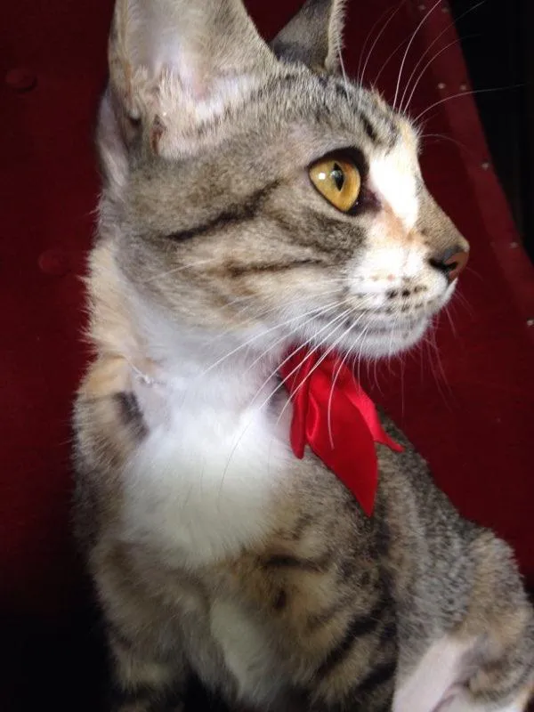 Gato ra a Srd idade 2 a 6 meses nome Chica
