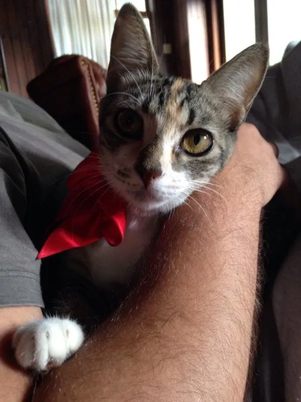Gato ra a Srd idade 2 a 6 meses nome Chica