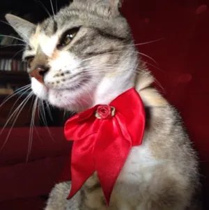 Gato raça Srd idade 2 a 6 meses nome Chica