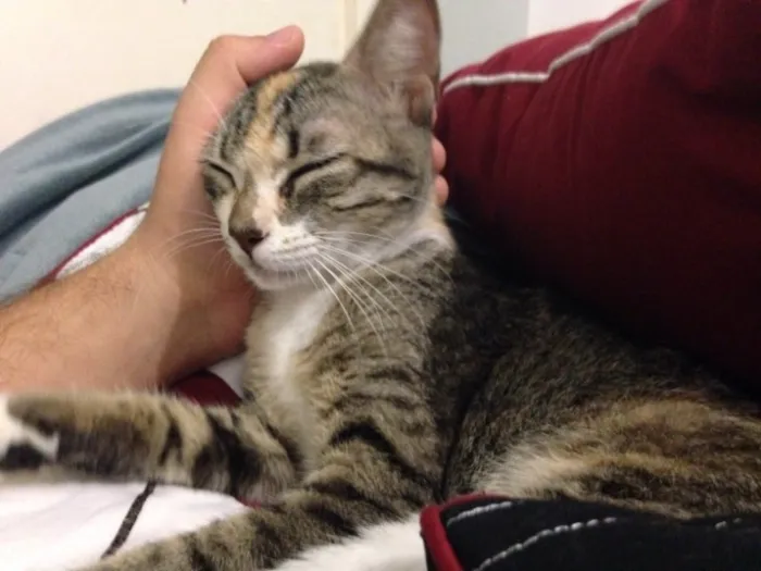Gato ra a Srd idade 2 a 6 meses nome Chica