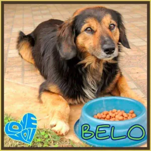 Cachorro raça Original idade 2 anos nome Belo