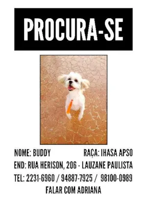 Cachorro raça Lhasa Apso idade 6 ou mais anos nome BUDDY GRATIFICA