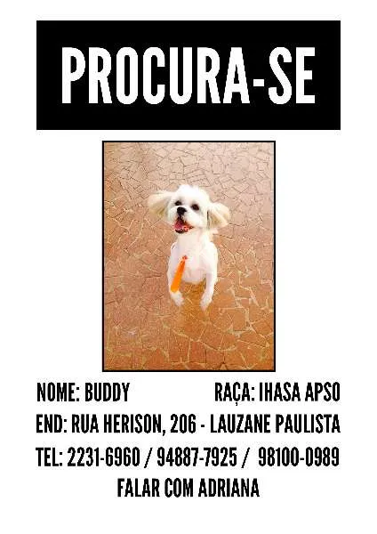 Cachorro ra a Lhasa Apso idade 6 ou mais anos nome BUDDY GRATIFICA