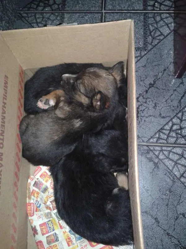 Cachorro raça vira lata idade Abaixo de 2 meses nome Sem nome