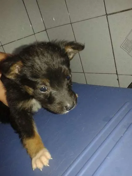 Cachorro raça vira lata idade Abaixo de 2 meses nome Sem nome