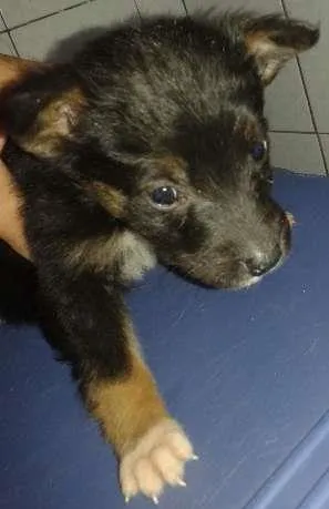 Cachorro raça vira lata idade Abaixo de 2 meses nome Sem nome