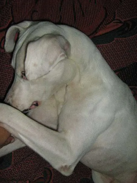 Cachorro raça SRD idade 6 ou mais anos nome Zeus