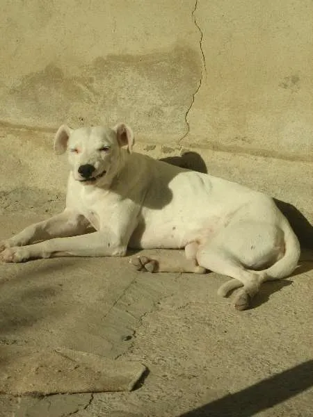 Cachorro raça SRD idade 6 ou mais anos nome Zeus