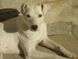Cachorro raça SRD idade 6 ou mais anos nome Zeus