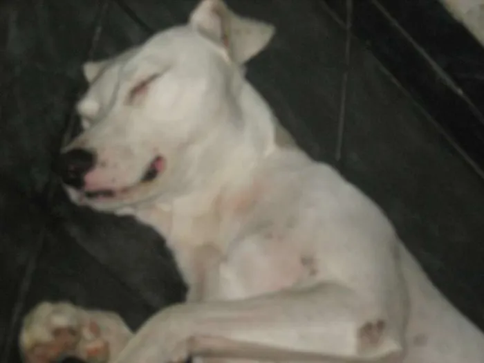 Cachorro raça SRD idade 6 ou mais anos nome Zeus