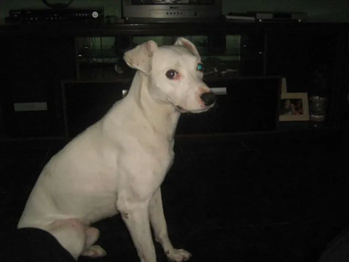 Cachorro raça SRD idade 6 ou mais anos nome Zeus