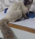 Rabudinho