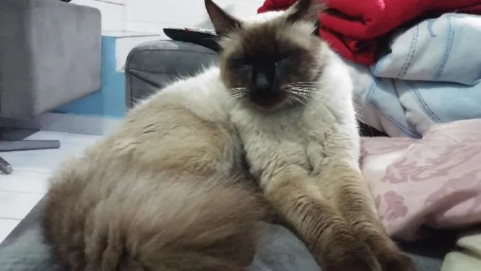 Gato ra a SRD idade 2 a 6 meses nome Rabudinho