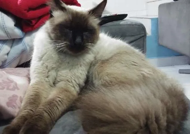 Gato ra a SRD idade 2 a 6 meses nome Rabudinho