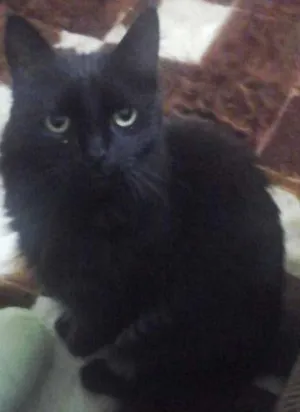 Gato raça indefinida idade 6 ou mais anos nome Mustafa