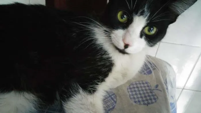 Gato ra a SRD idade 2 a 6 meses nome Frajolinha