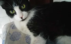 Gato raça SRD idade 2 a 6 meses nome Frajolinha