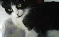 Frajolinha