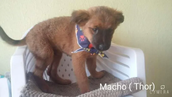 Cachorro ra a SRD idade 2 a 6 meses nome Thor