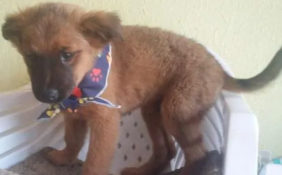 Cachorro ra a SRD idade 2 a 6 meses nome Thor