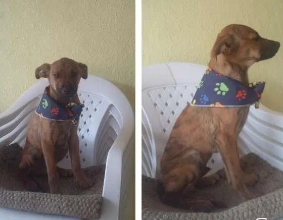 Cachorro ra a SRD idade 2 a 6 meses nome Wisky