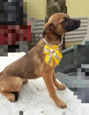Cachorro ra a SRD idade 2 a 6 meses nome Luna