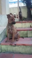 Wisky