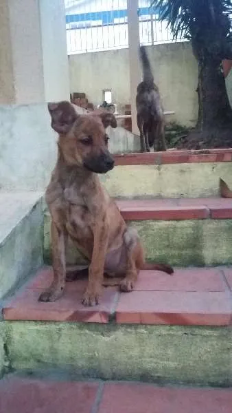 Cachorro ra a SRD idade 2 a 6 meses nome Wisky
