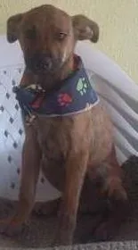 Cachorro ra a SRD idade 2 a 6 meses nome Wisky