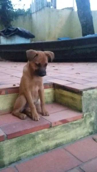 Cachorro ra a SRD idade 2 a 6 meses nome Mel