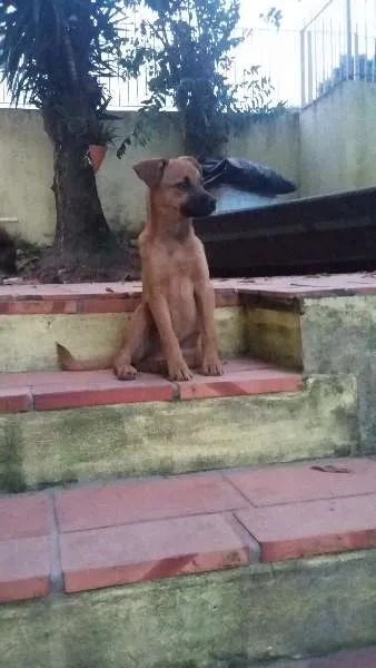 Cachorro ra a SRD idade 2 a 6 meses nome Mel