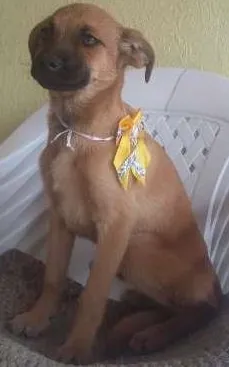 Cachorro ra a SRD idade 2 a 6 meses nome Mel
