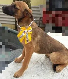 Cachorro ra a SRD idade 2 a 6 meses nome Luna