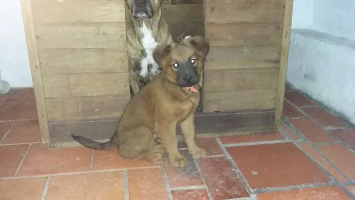 Cachorro ra a SRD idade 2 a 6 meses nome Thor