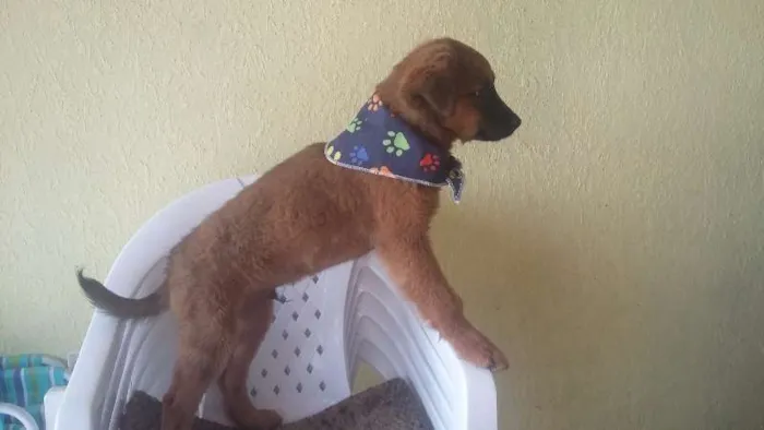 Cachorro ra a SRD idade 2 a 6 meses nome Thor