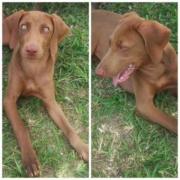 Cachorro ra a Weimaraner idade 1 ano nome Maia