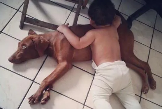 Cachorro ra a Weimaraner idade 1 ano nome Maia