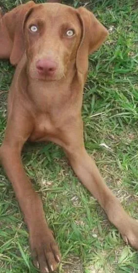 Cachorro ra a Weimaraner idade 1 ano nome Maia