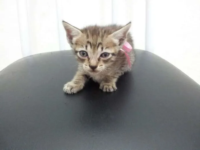 Gato ra a SRD idade Abaixo de 2 meses nome SEM NOME