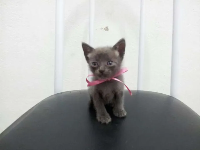 Gato ra a SRD idade Abaixo de 2 meses nome SEM NOME