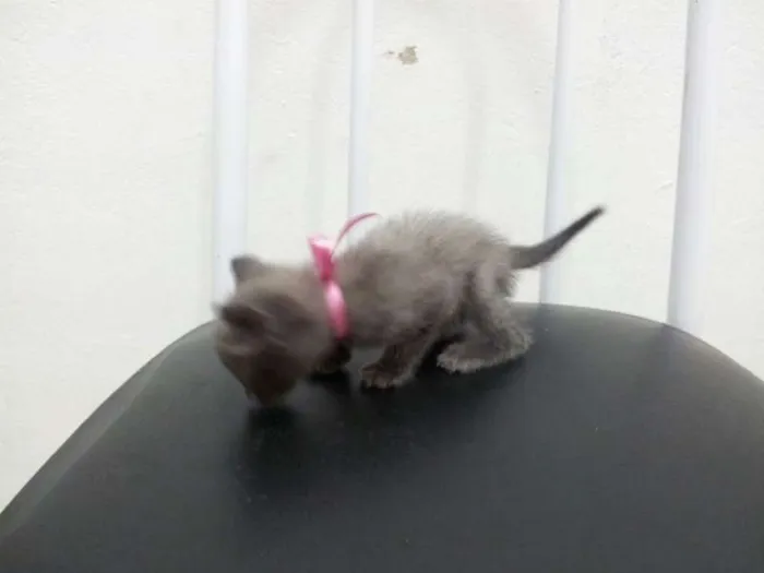 Gato ra a SRD idade Abaixo de 2 meses nome SEM NOME