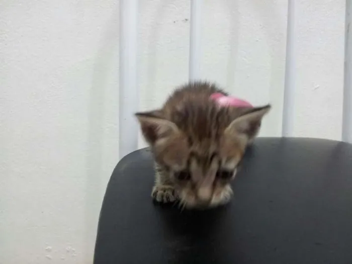 Gato ra a SRD idade Abaixo de 2 meses nome SEM NOME