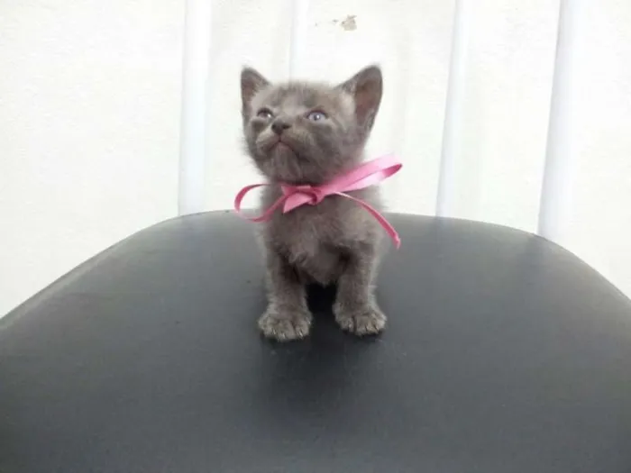 Gato ra a SRD idade Abaixo de 2 meses nome SEM NOME