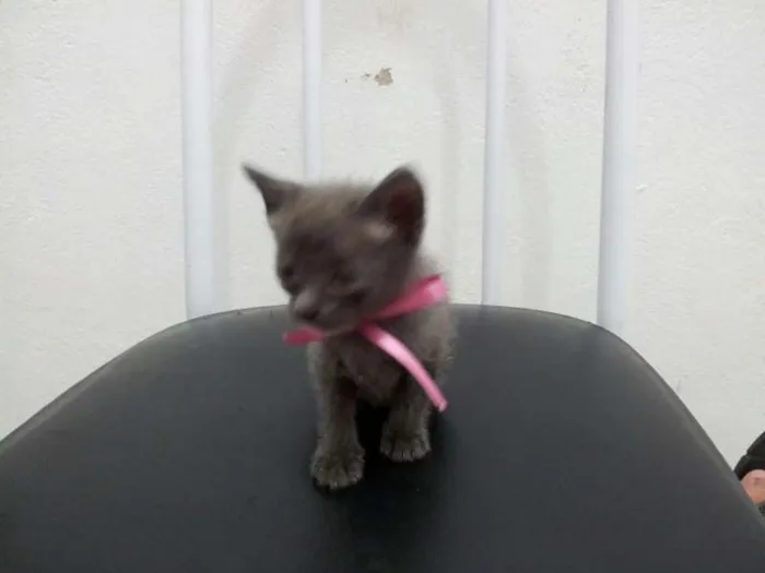Gato ra a SRD idade Abaixo de 2 meses nome SEM NOME