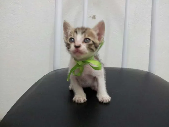 Gato ra a SRD idade Abaixo de 2 meses nome SEM NOME