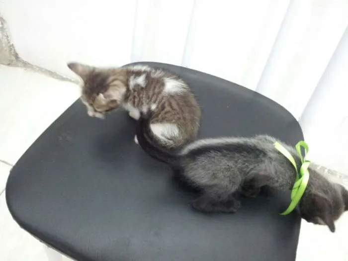Gato ra a SRD idade Abaixo de 2 meses nome SEM NOME